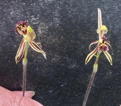 Caladenia barbarossa