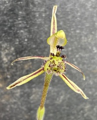 Caladenia barbarossa