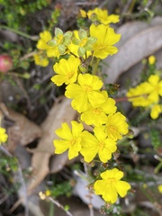 Hibbertia microphylla