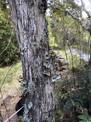 Yarrumia colensoi