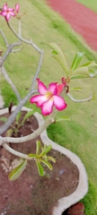 Adenium
