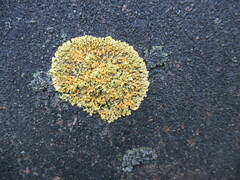 Xanthomendoza ulophyllodes