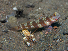 Amblyeleotris periophthalmus