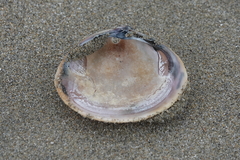 Mactra stultorum