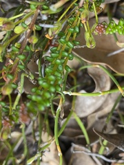 Hibbertia microphylla