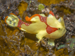 Antennarius maculatus