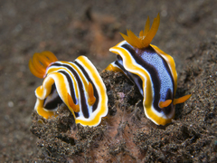 Chromodoris colemani