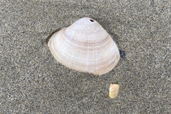 Mactra stultorum