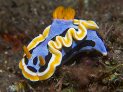 Chromodoris annae