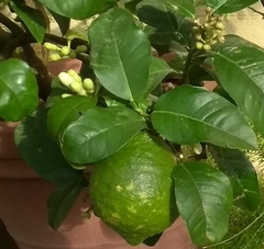 Citrus medica