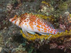 Cirrhitichthys falco