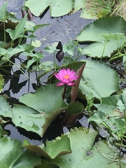 Nymphaea