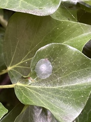 Nigma puella
