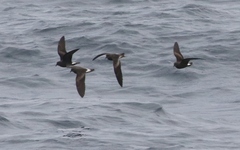 Hydrobates socorroensis