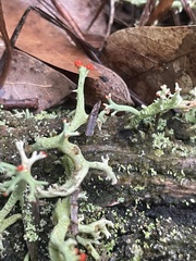 Cladonia leporina