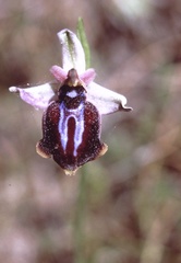 Ophrys sphegodes spruneri