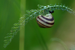 Caucasotachea vindobonensis