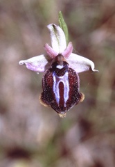 Ophrys sphegodes spruneri