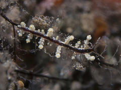 Eubranchus putnami