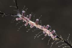 Eubranchus