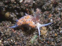 Favorinus tsuruganus