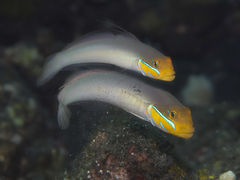 Valenciennea strigata