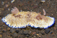 Goniobranchus