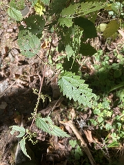 Urtica dioica