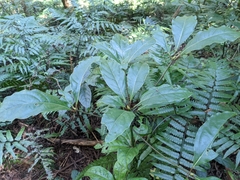 Cinnamomum micranthum