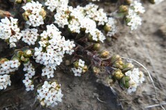 Pimelea oreophila lepta