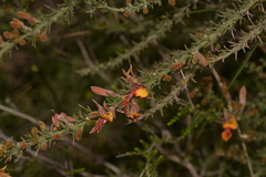 Jacksonia hakeoides