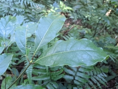Cinnamomum micranthum