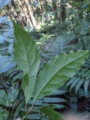 Cinnamomum micranthum