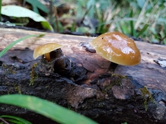 Galerina marginata