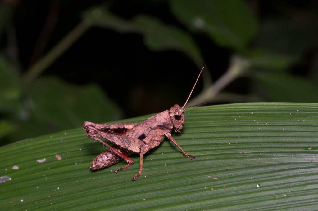 Serpusia