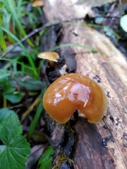 Galerina marginata