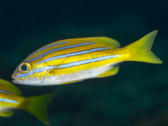 Lutjanus bengalensis