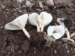 Melanoleuca verrucipes