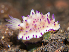 Mexichromis multituberculata