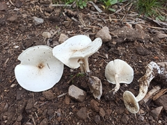 Melanoleuca verrucipes