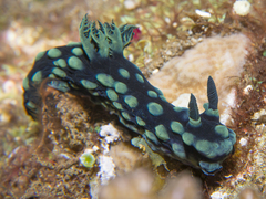 Nembrotha cristata