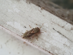 Germalus victoriae