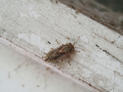 Germalus victoriae
