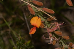 Jacksonia hakeoides