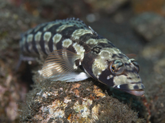 Parapercis tetracantha