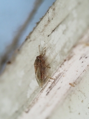 Germalus victoriae