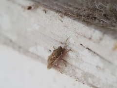 Germalus victoriae