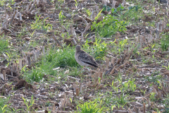 Burhinus oedicnemus