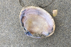 Mactra stultorum