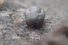 Rhipicephalus appendiculatus